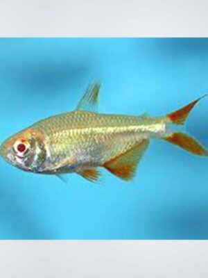 Albino Buenos Aires Tetra fish with pale pink body and red-tinted fins swimming in a freshwater aquarium, available at the best aquarium shop near Kukatpally, Hyderabad.