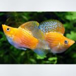 Bright orange balloon molly fish with a rounded body, fan-shaped tail, and large dorsal fin, swimming in a freshwater aquarium with plants in the background."