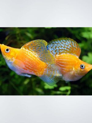 Bright orange balloon molly fish with a rounded body, fan-shaped tail, and large dorsal fin, swimming in a freshwater aquarium with plants in the background."