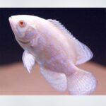 Albino Oscar Fish with vibrant white body and orange markings swimming in a freshwater aquarium, available at the best aquarium shop near Kukatpally, Hyderabad.