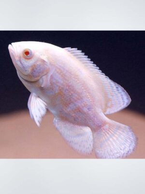 Albino Oscar Fish with vibrant white body and orange markings swimming in a freshwater aquarium, available at the best aquarium shop near Kukatpally, Hyderabad.