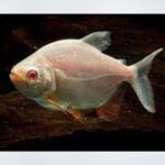 Albino Pacu Fish with a pale body and vibrant red fins swimming in a freshwater aquarium, available at the best aquarium shop near Kukatpally, Hyderabad.