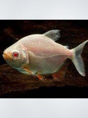 Albino Pacu Fish with a pale body and vibrant red fins swimming in a freshwater aquarium, available at the best aquarium shop near Kukatpally, Hyderabad.