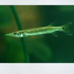 Alligator Gar swimming in a freshwater aquarium, showcasing its elongated body, long snout, and sharp teeth, available at the best aquarium shop near Kukatpally, Hyderabad.