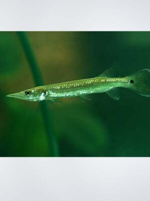 Alligator Gar swimming in a freshwater aquarium, showcasing its elongated body, long snout, and sharp teeth, available at the best aquarium shop near Kukatpally, Hyderabad.