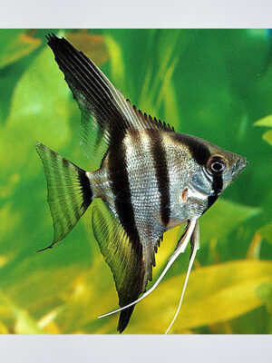 Angelfish swimming gracefully in a well-planted freshwater aquarium, showcasing their vibrant colors and elegant fins, available at the best aquarium shop near Kukatpally, Hyderabad.