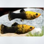 Chocolate Molly swimming in a planted freshwater aquarium, showcasing its rich chocolate-brown coloration and elegant fins, available at the best aquarium shop near Kukatpally, Hyderabad.