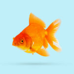 Large goldfish swimming gracefully in a freshwater aquarium from the best aquarium shop in Kukatpally, Hyderabad.