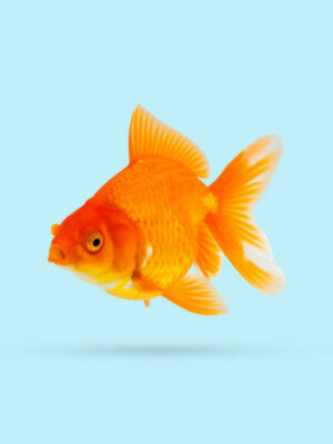 Large goldfish swimming gracefully in a freshwater aquarium from the best aquarium shop in Kukatpally, Hyderabad.