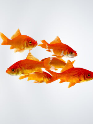 "Small goldfish swimming in a clear aquarium, showcasing vibrant colors and lively behavior at the best aquarium shop in Kukatpally." "Close-up of a small goldfish with bright orange scales, highlighting its beauty at a near aquarium shop in Kukatpally." "Group of small goldfish swimming together in a planted aquarium, perfect for any home setup, available at the best aquarium shop in Kukatpally." "Small goldfish with flowing fins swimming among aquatic plants in a home aquarium, ideal for enthusiasts near Kukatpally." "A colorful small goldfish gliding through the water in an aquarium setting, showcasing its charm at a near aquarium shop in Kukatpally."