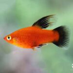 "A colorful High Fin Platy swimming gracefully in a planted aquarium." "Close-up of a vibrant High Fin Platy showcasing its distinctive elongated dorsal fin." "Group of High Fin Platies in a community tank, highlighting their lively nature." "A High Fin Platy gliding through the water, displaying its bright colors among aquatic plants." "Multiple High Fin Platies swimming together in a well-decorated aquarium."