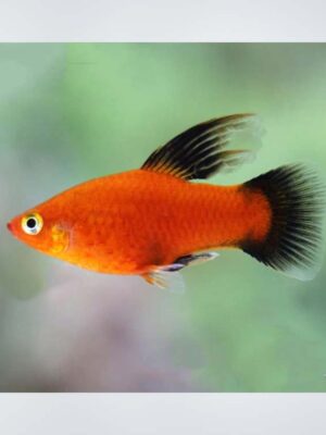 "A colorful High Fin Platy swimming gracefully in a planted aquarium." "Close-up of a vibrant High Fin Platy showcasing its distinctive elongated dorsal fin." "Group of High Fin Platies in a community tank, highlighting their lively nature." "A High Fin Platy gliding through the water, displaying its bright colors among aquatic plants." "Multiple High Fin Platies swimming together in a well-decorated aquarium."