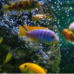 Mixed Cichlid Fish – vibrant freshwater fish with bold colors and active behavior, available at the best aquarium shop in Kukatpally, Hyderabad.