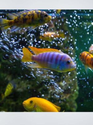 Mixed Cichlid Fish – vibrant freshwater fish with bold colors and active behavior, available at the best aquarium shop in Kukatpally, Hyderabad.