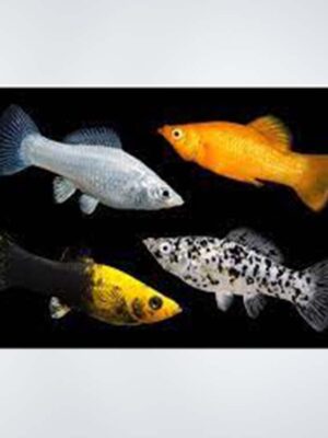 Molly Fish – colorful freshwater fish known for their friendly nature, available at the best aquarium shop in Kukatpally, Hyderabad