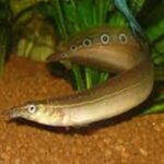 A peacock eel swimming gracefully in a freshwater aquarium, showcasing its slender body and unique eye-like patterns on its tail. This exotic fish adds elegance and charm to any aquatic setup, ideal for medium to large tanks.