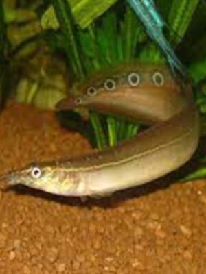 A peacock eel swimming gracefully in a freshwater aquarium, showcasing its slender body and unique eye-like patterns on its tail. This exotic fish adds elegance and charm to any aquatic setup, ideal for medium to large tanks.