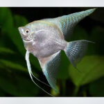 A Platinum Angel fish swimming gracefully in a freshwater aquarium, showcasing its striking silvery-white body and elegant fins. This peaceful angelfish adds beauty and elegance to any aquatic setup.