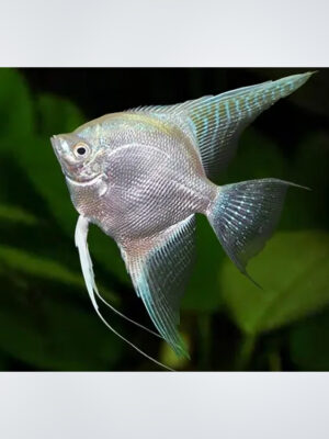 A Platinum Angel fish swimming gracefully in a freshwater aquarium, showcasing its striking silvery-white body and elegant fins. This peaceful angelfish adds beauty and elegance to any aquatic setup.