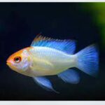 Ramirezi fish with vibrant blue and yellow colors swimming in a planted aquarium, ideal for community tanks in Kukatpally. Best aquarium fish for soft water setups in Hyderabad.