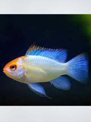 Ramirezi fish with vibrant blue and yellow colors swimming in a planted aquarium, ideal for community tanks in Kukatpally. Best aquarium fish for soft water setups in Hyderabad.