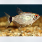 Red Eye Tetra with a metallic silver body and a bright red spot above its eye, swimming in a planted community aquarium in Kukatpally, Hyderabad.