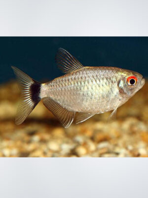 Red Eye Tetra with a metallic silver body and a bright red spot above its eye, swimming in a planted community aquarium in Kukatpally, Hyderabad.