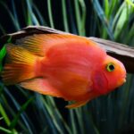 Red Parrot Fish with vibrant orange to bright red coloration swimming in a well-decorated freshwater aquarium in Kukatpally, Hyderabad.