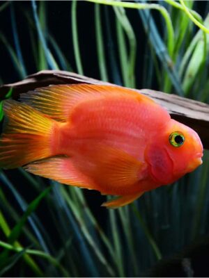 Red Parrot Fish with vibrant orange to bright red coloration swimming in a well-decorated freshwater aquarium in Kukatpally, Hyderabad.