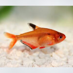 Serpae Tetra fish with vibrant red to orange coloration swimming in a well-planted freshwater aquarium in Kukatpally, Hyderabad.