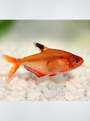 Serpae Tetra fish with vibrant red to orange coloration swimming in a well-planted freshwater aquarium in Kukatpally, Hyderabad.