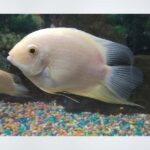 Severum Fish (Heros severus) displaying vibrant gold and green coloration swimming in a well-decorated freshwater aquarium in Kukatpally, Hyderabad.