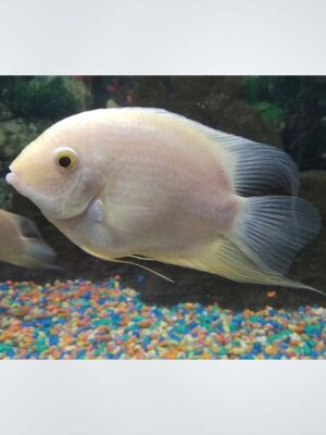 Severum Fish (Heros severus) displaying vibrant gold and green coloration swimming in a well-decorated freshwater aquarium in Kukatpally, Hyderabad.