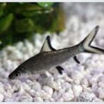 Silver Shark (Balantiocheilos melanopterus) swimming gracefully in a well-planted freshwater aquarium, showcasing its sleek silver body and vibrant red-tipped fins in Kukatpally, Hyderabad.