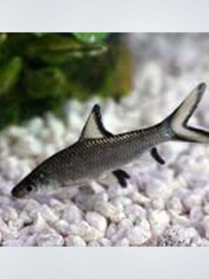 Silver Shark (Balantiocheilos melanopterus) swimming gracefully in a well-planted freshwater aquarium, showcasing its sleek silver body and vibrant red-tipped fins in Kukatpally, Hyderabad.