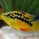 Salvini Cichlid (Cichlasoma salvini) displaying vibrant yellow and orange colors with dark spots swimming in a well-maintained freshwater aquarium in Kukatpally, Hyderabad.