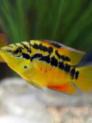 Salvini Cichlid (Cichlasoma salvini) displaying vibrant yellow and orange colors with dark spots swimming in a well-maintained freshwater aquarium in Kukatpally, Hyderabad.