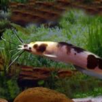 Albino Spotted Catfish (Corydoras aeneus) with a pale body and dark spots swimming on the substrate of a freshwater aquarium in Kukatpally, Hyderabad.