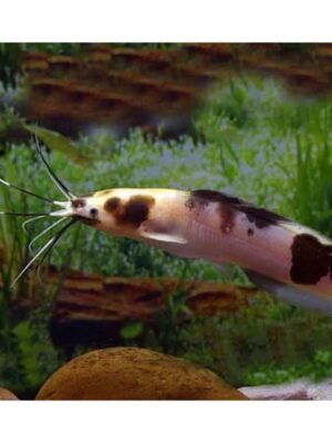 Albino Spotted Catfish (Corydoras aeneus) with a pale body and dark spots swimming on the substrate of a freshwater aquarium in Kukatpally, Hyderabad.