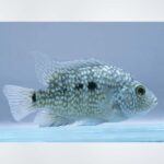 Texas Fish (Mollienesia latipinna), also known as Sailfin Molly, showcasing its elongated body and distinctive sail-like dorsal fin in a freshwater aquarium in Kukatpally, Hyderabad.