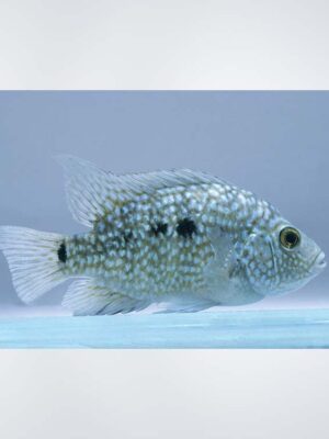 Texas Fish (Mollienesia latipinna), also known as Sailfin Molly, showcasing its elongated body and distinctive sail-like dorsal fin in a freshwater aquarium in Kukatpally, Hyderabad.