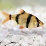 Tiger Barb (Puntigrus tetrazona) showcasing its vibrant orange body and bold black stripes in a freshwater aquarium in Kukatpally, Hyderabad."