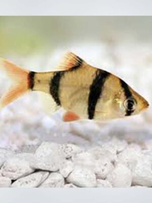 Tiger Barb (Puntigrus tetrazona) showcasing its vibrant orange body and bold black stripes in a freshwater aquarium in Kukatpally, Hyderabad."