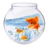 6-inch glass fish bowl for small freshwater fish or plants, available at the best aquarium shop in Kukatpally near you, perfect for home or office decor.