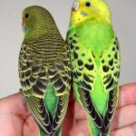 Beautiful love birds available at the best aquarium shop in Kukatpally, Hyderabad. Explore more at Happy Fish and Pet