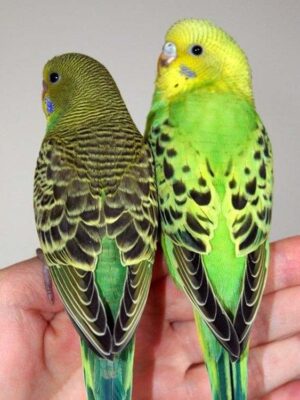 Beautiful love birds available at the best aquarium shop in Kukatpally, Hyderabad. Explore more at Happy Fish and Pet