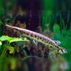 Spotted Alligator Gar fish with unique spotted patterns, available at the best aquarium store in Kukatpally, Hyderabad.