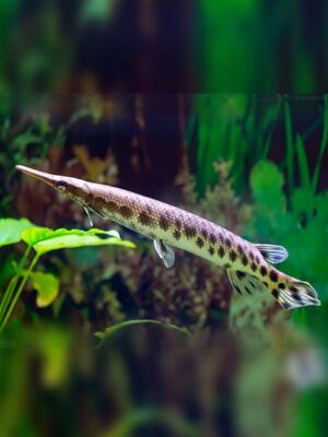 Spotted Alligator Gar fish with unique spotted patterns, available at the best aquarium store in Kukatpally, Hyderabad.