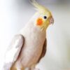 Cheerful Cockatiel bird perched on a branch, a friendly and playful pet available at the best aquarium shop in Kuk