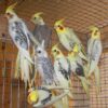 Cheerful Cockatiel bird perched on a branch, a friendly and playful pet available at the best aquarium shop in Kuk